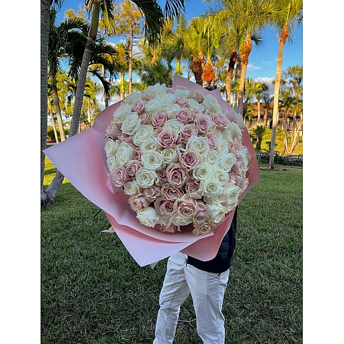 Pink Cloud Harmony Roses